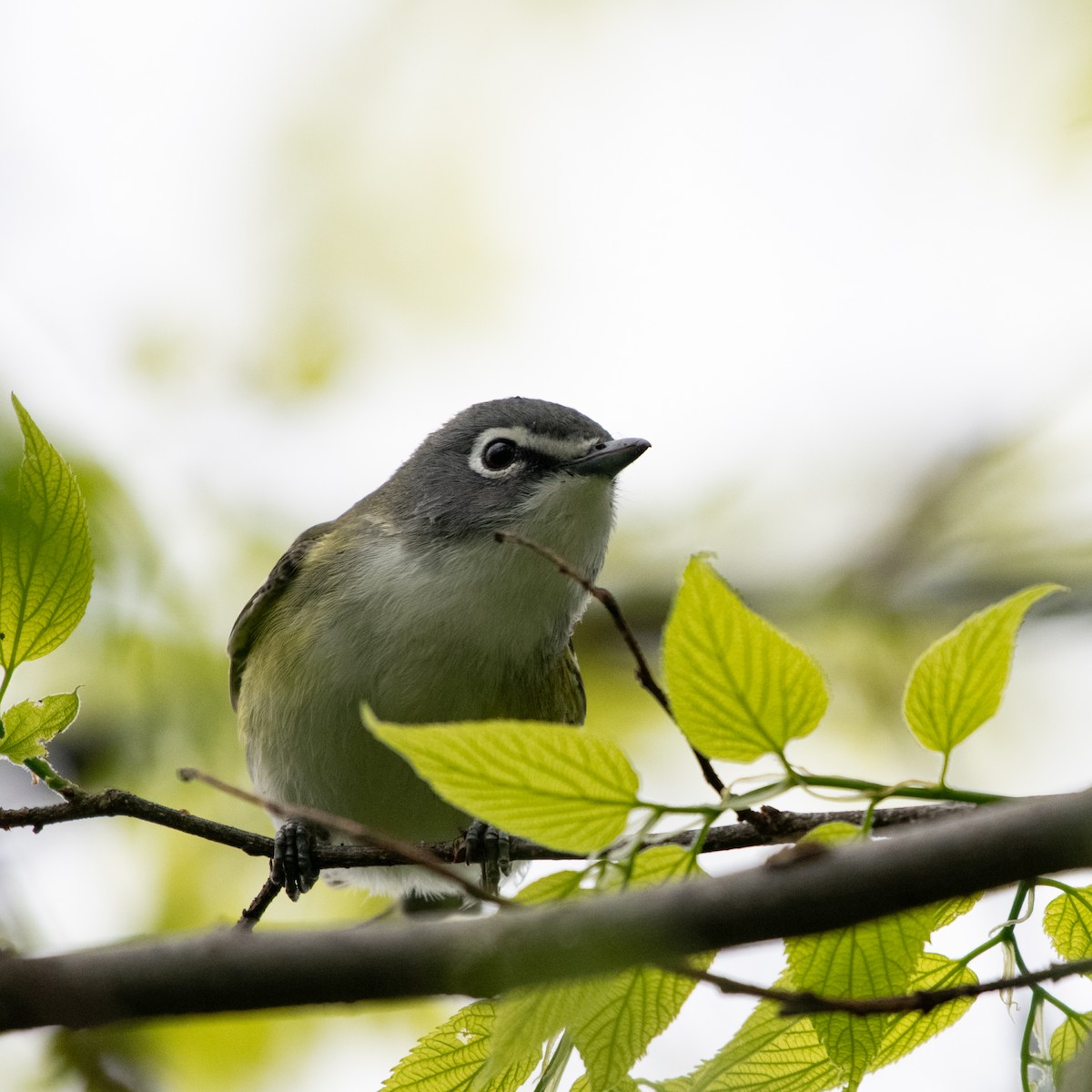Blue-headed Vireo - ML635336930