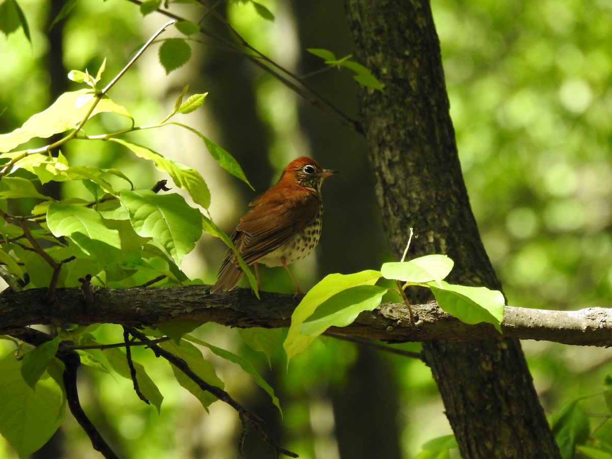 Wood Thrush - ML635336958