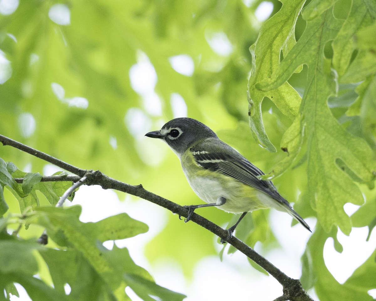 Blue-headed Vireo - ML635336992