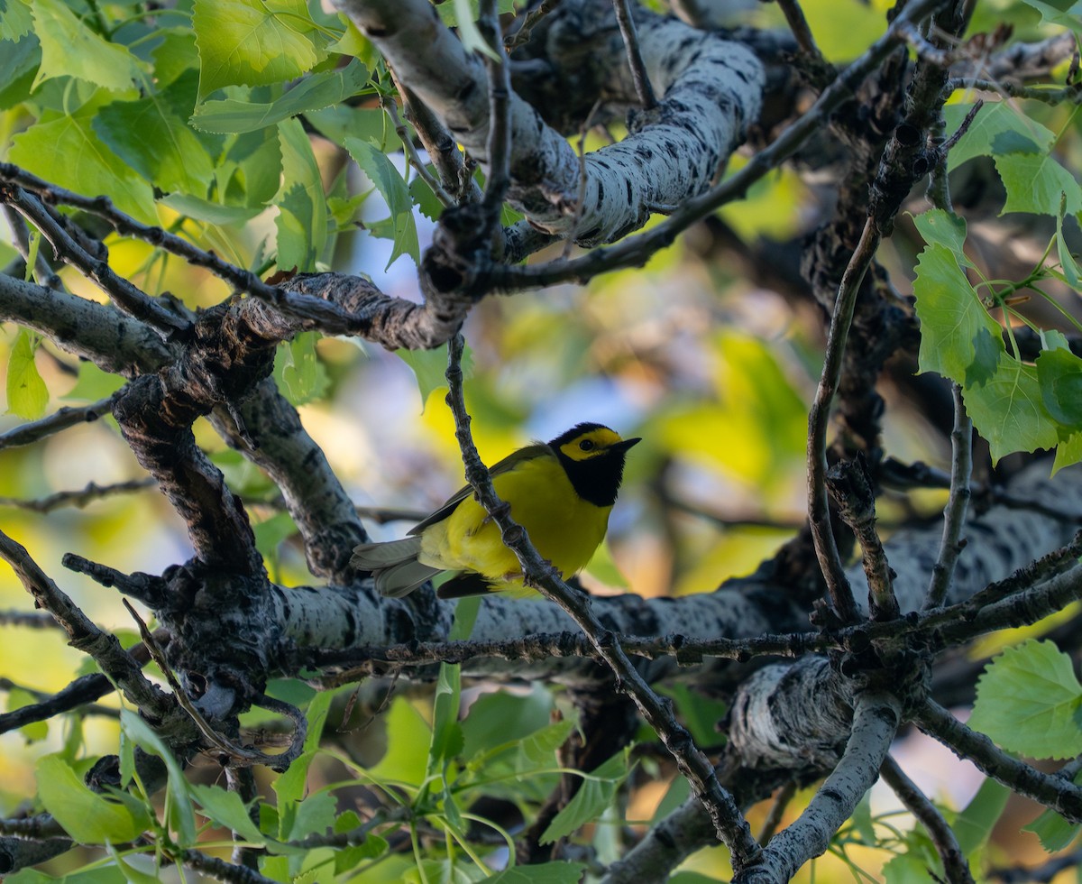 Hooded Warbler - ML635337023