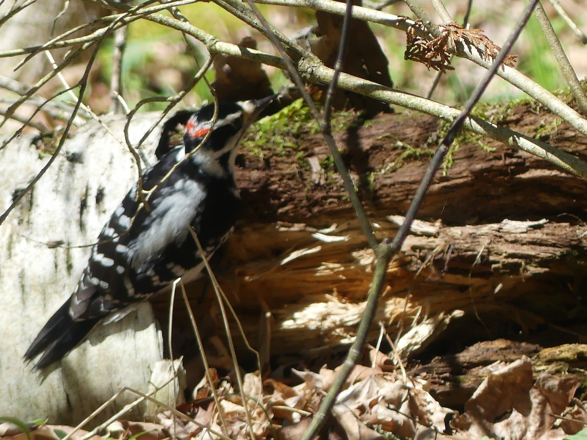 Hairy Woodpecker - ML635337034