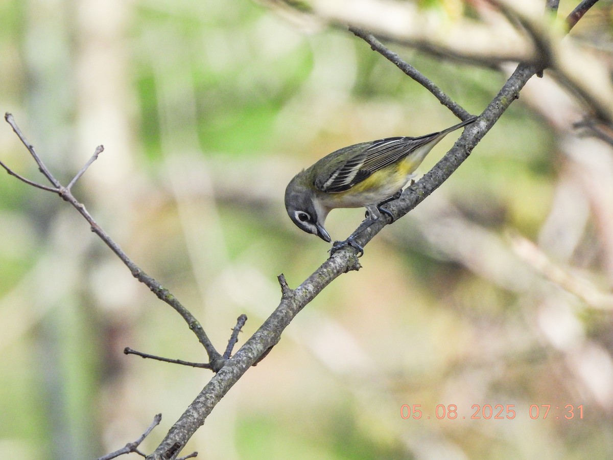Blue-headed Vireo - ML635337059