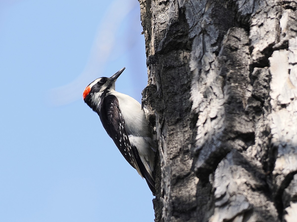 Hairy Woodpecker - ML635337064
