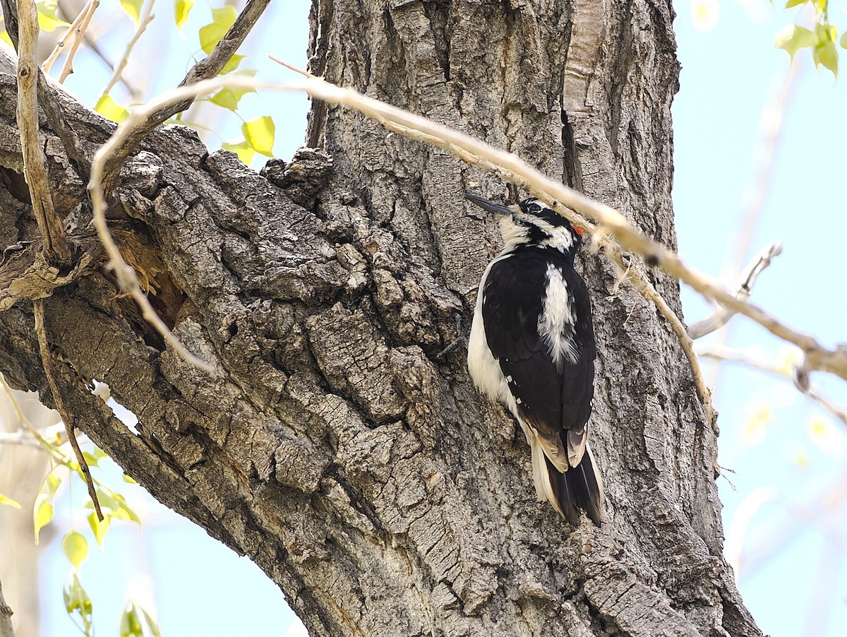 Hairy Woodpecker - ML635337065