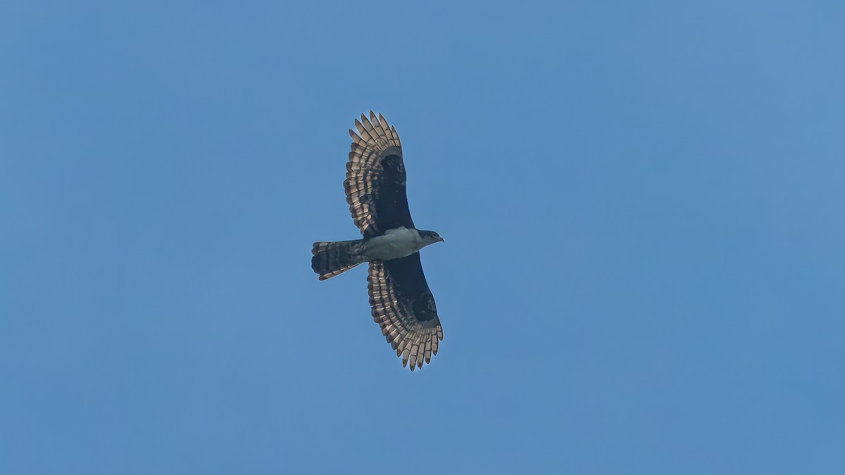 Cassin's Hawk-Eagle - ML635337109