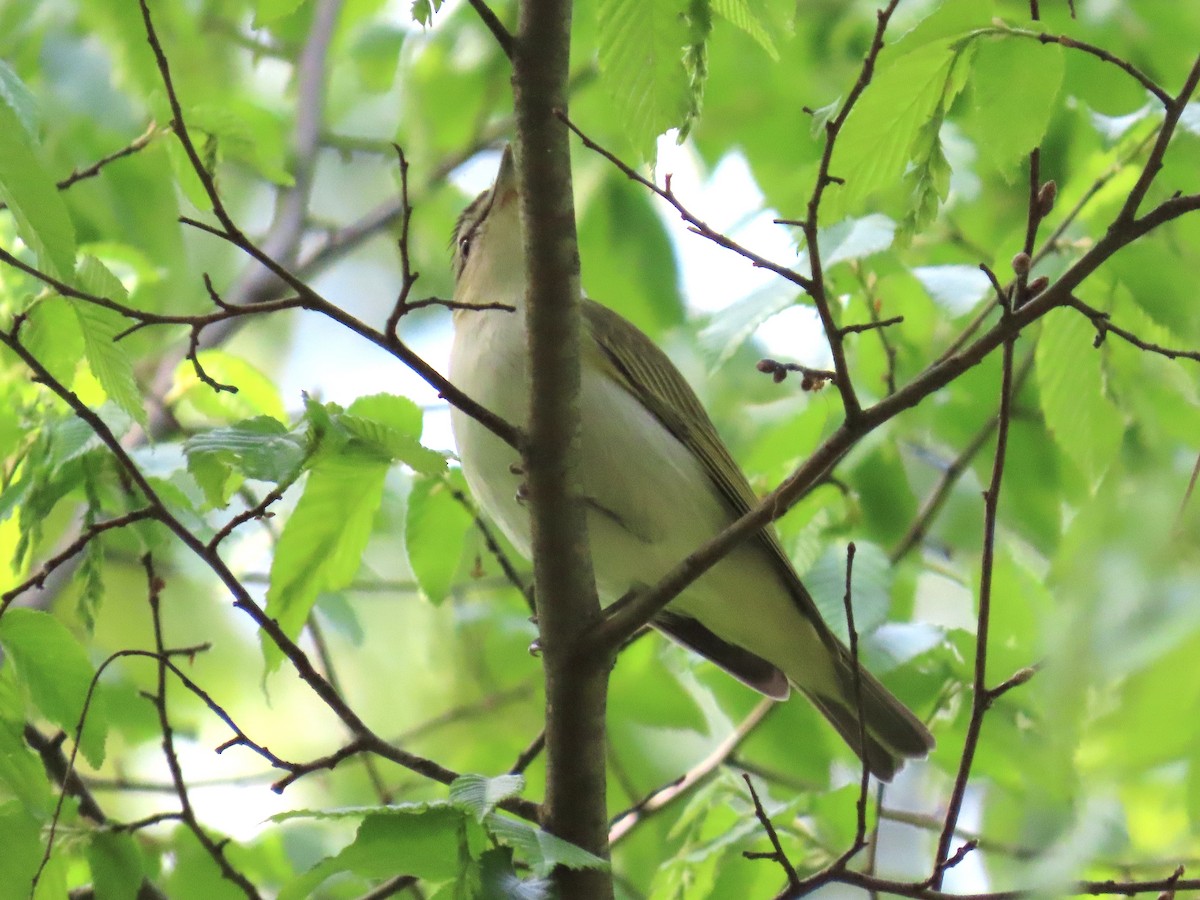Red-eyed Vireo - ML635337125