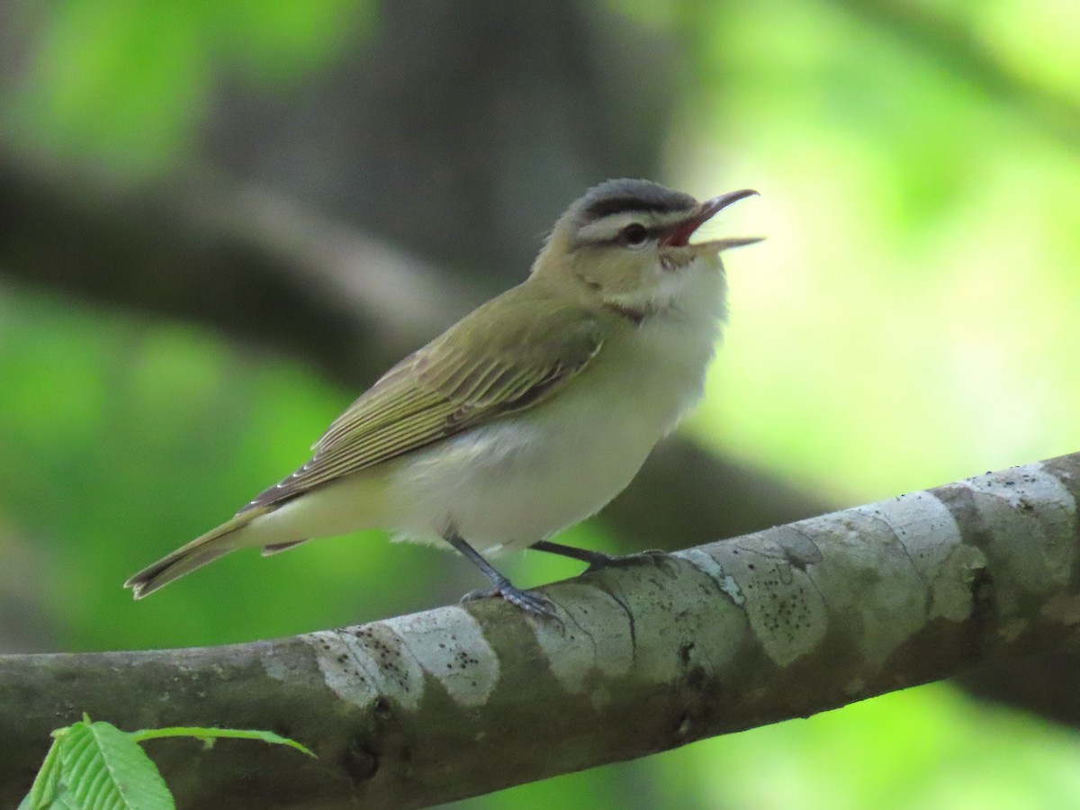 Red-eyed Vireo - ML635337126