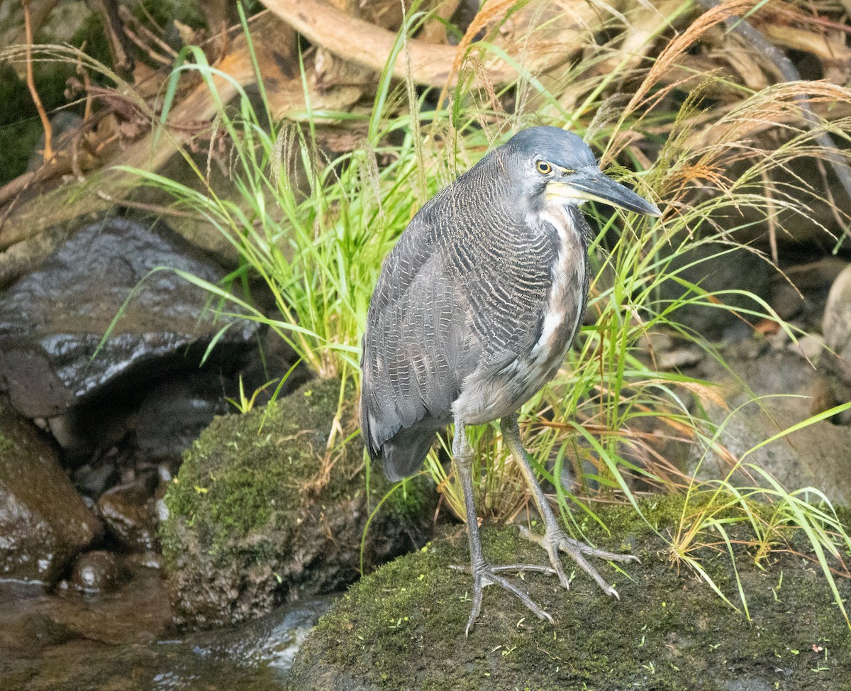 Fasciated Tiger-Heron - ML635337163
