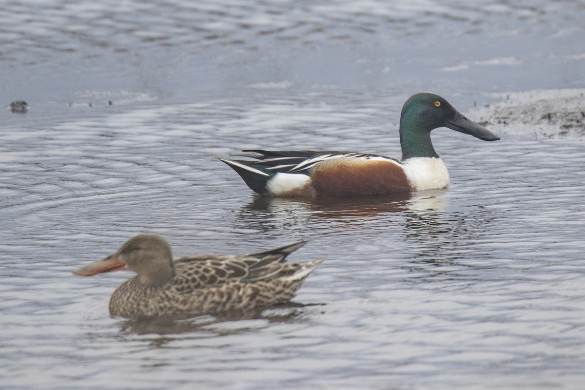 Northern Shoveler - ML635337189