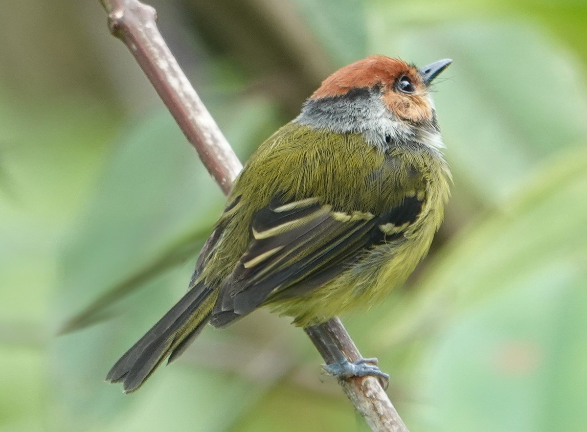 Rufous-crowned Tody-Flycatcher - ML635337288