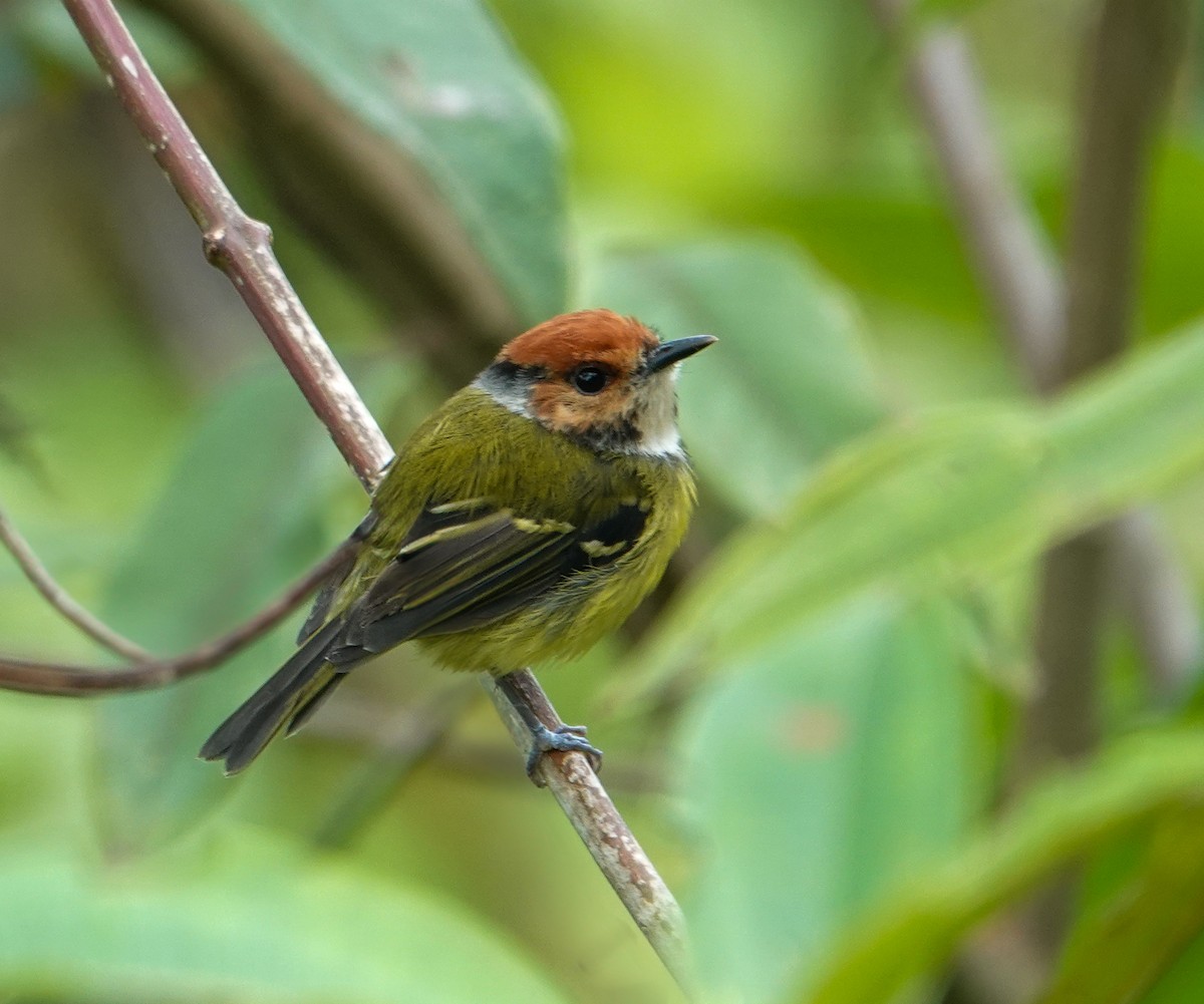 Rufous-crowned Tody-Flycatcher - ML635337289