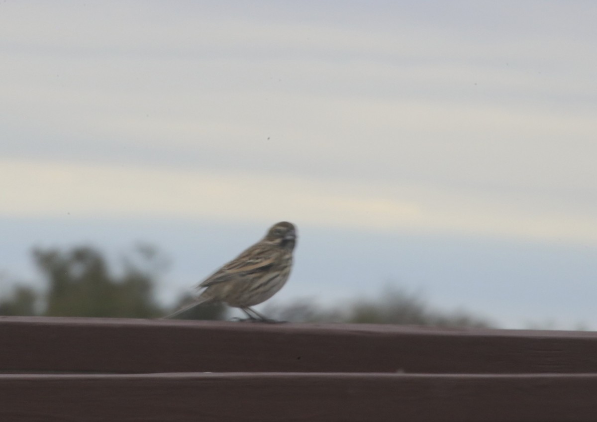 Lark Bunting - ML635337441
