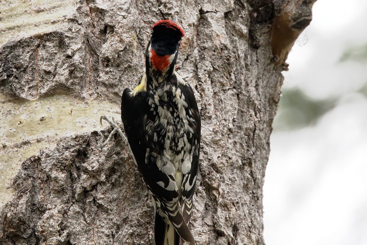 Red-naped Sapsucker - ML635337517