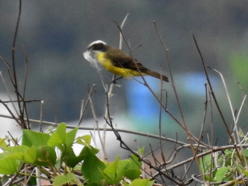 Social Flycatcher - ML635337558