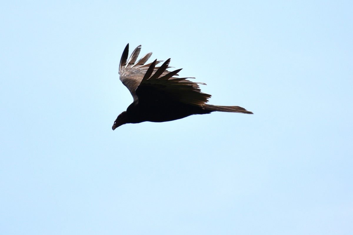 Turkey Vulture - ML635337639