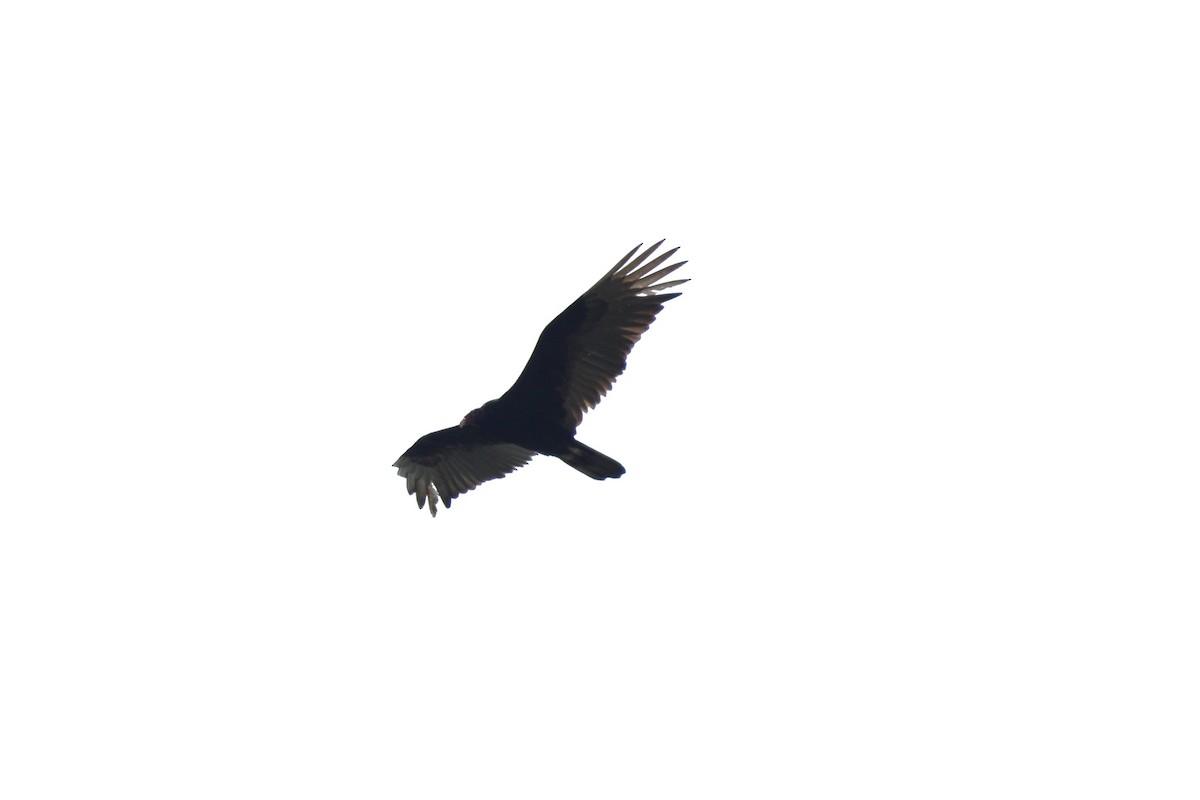 Turkey Vulture - ML635337640