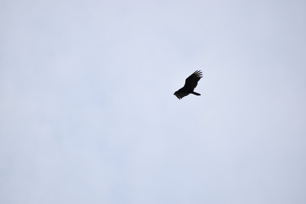 Turkey Vulture - ML635337642