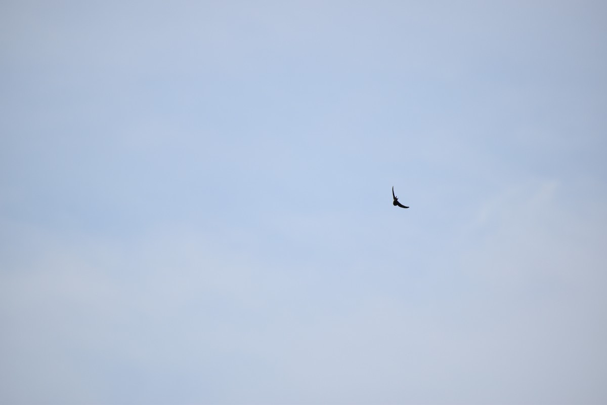 Barn Swallow - ML635337687