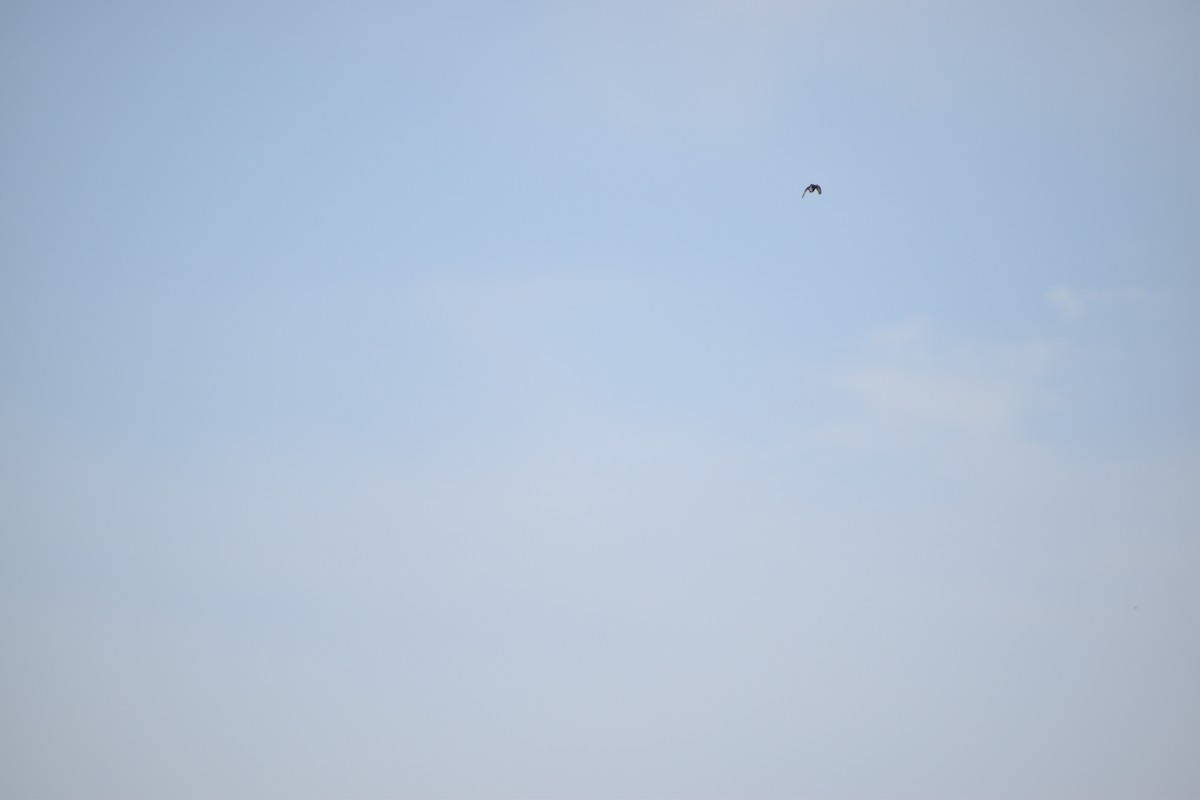 Barn Swallow - ML635337693