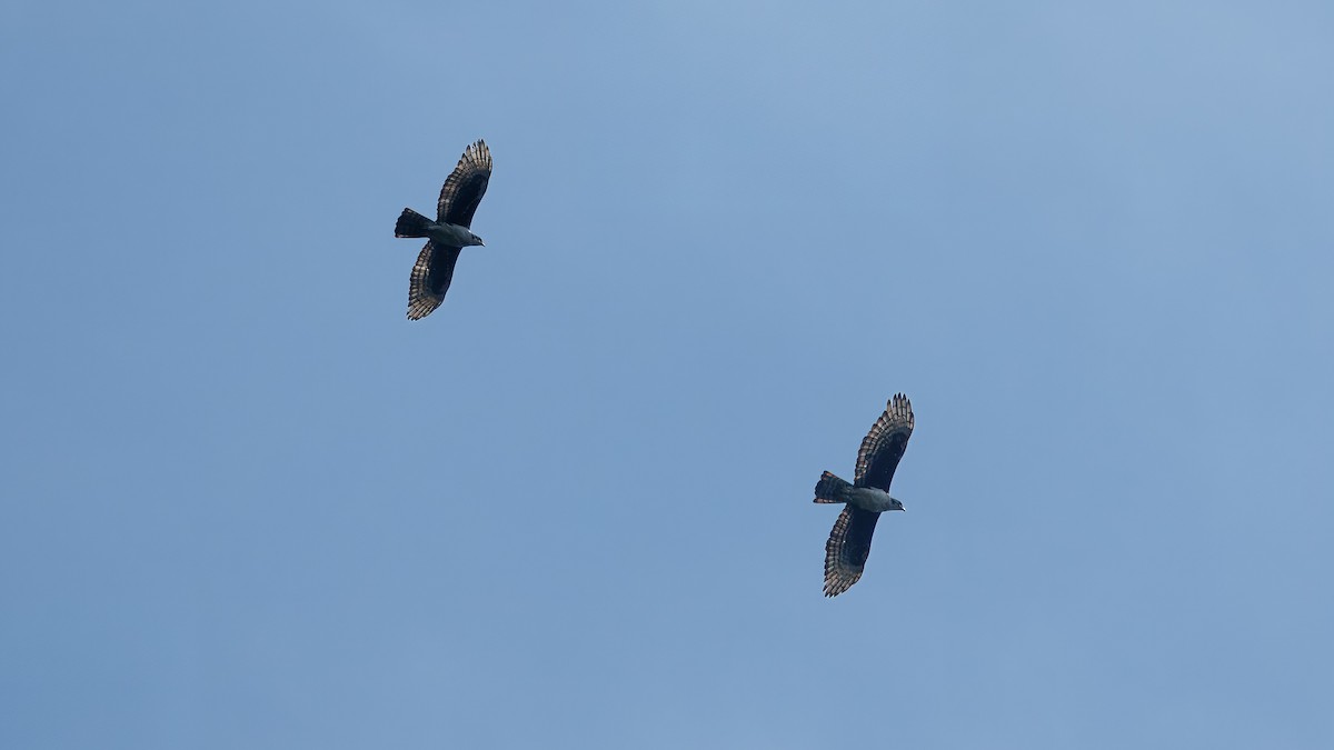Cassin's Hawk-Eagle - ML635337705