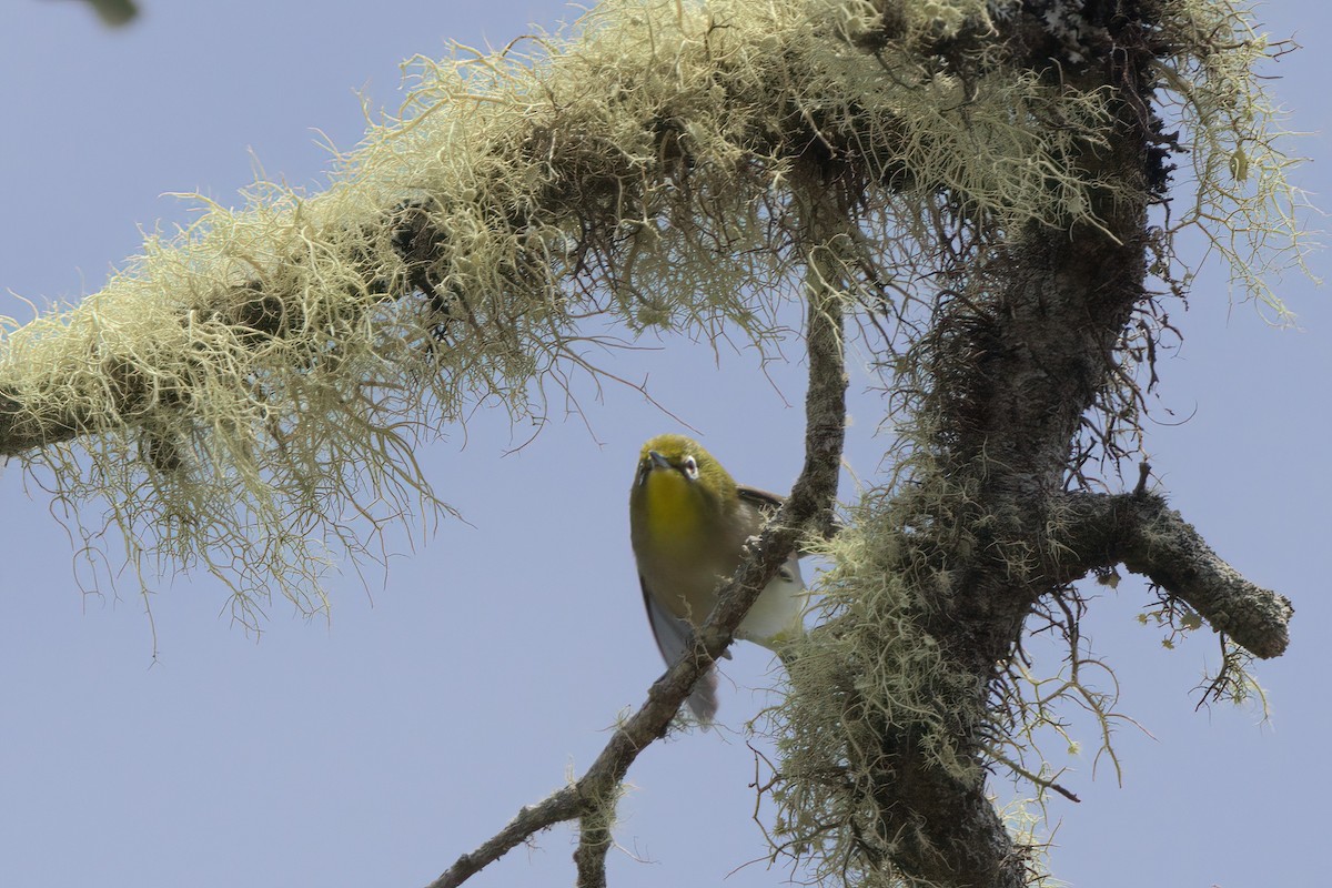 Warbling White-eye - ML635337712