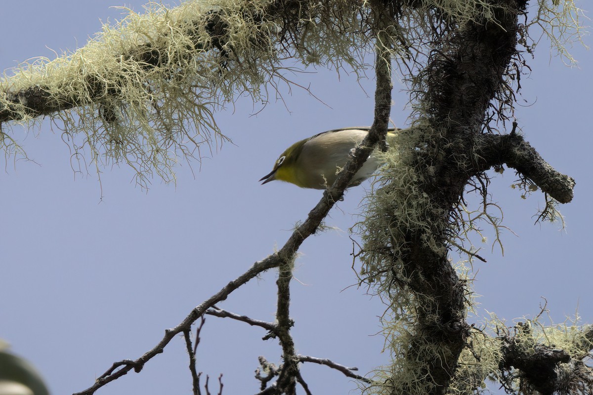 Warbling White-eye - ML635337713