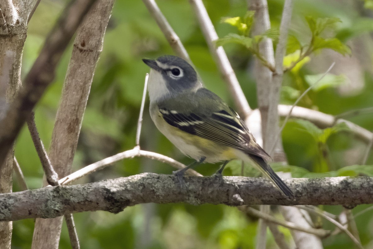 Blue-headed Vireo - ML635337715