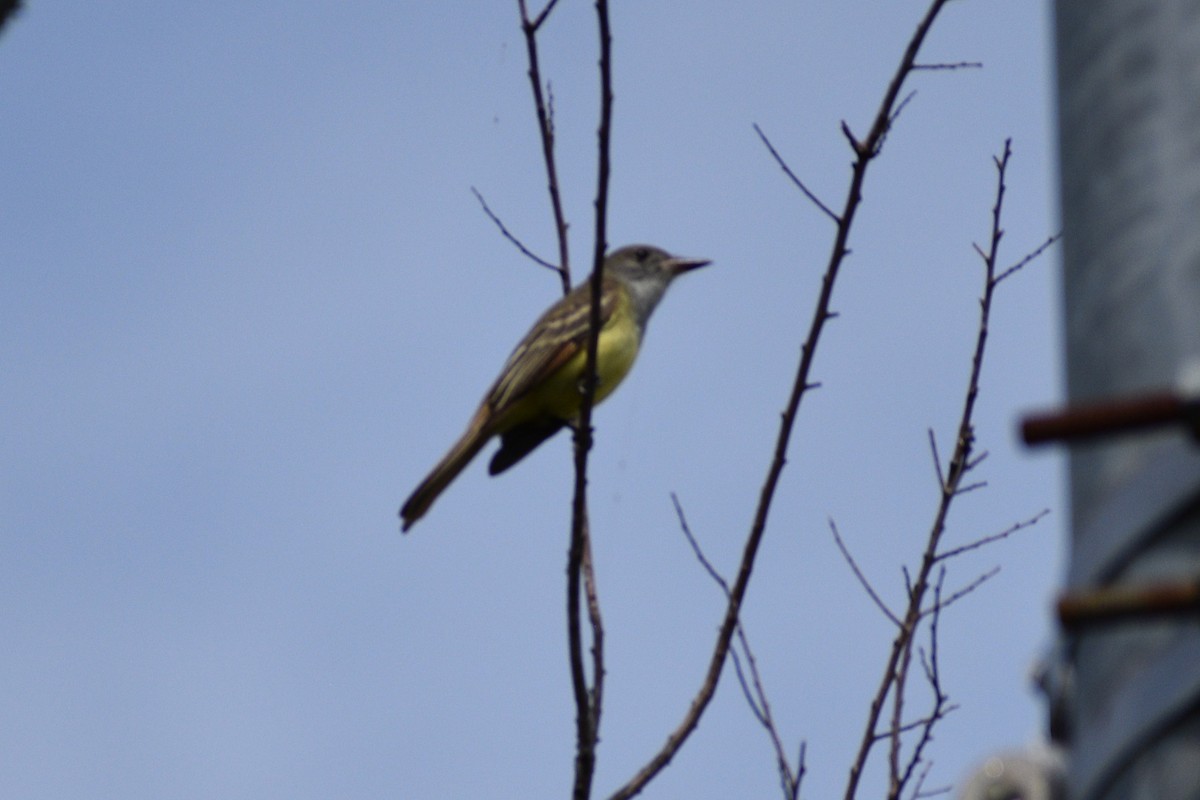 Great Crested Flycatcher - ML635337717