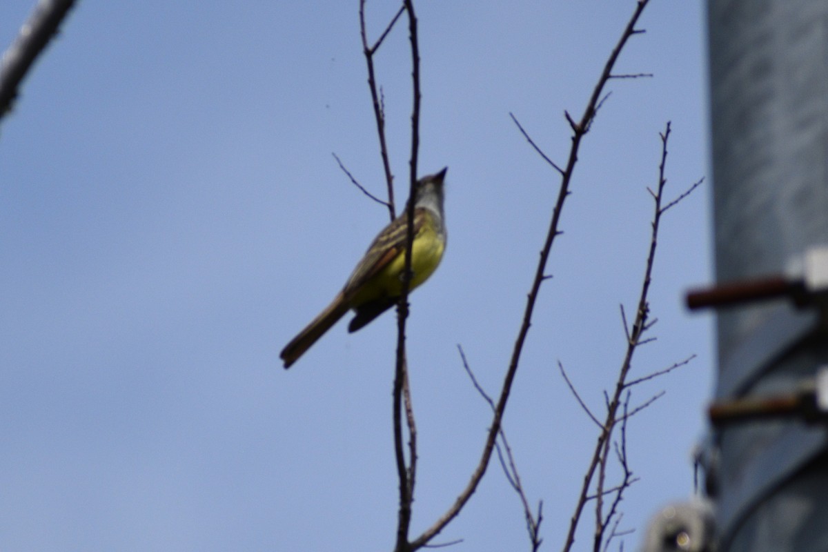 Great Crested Flycatcher - ML635337718