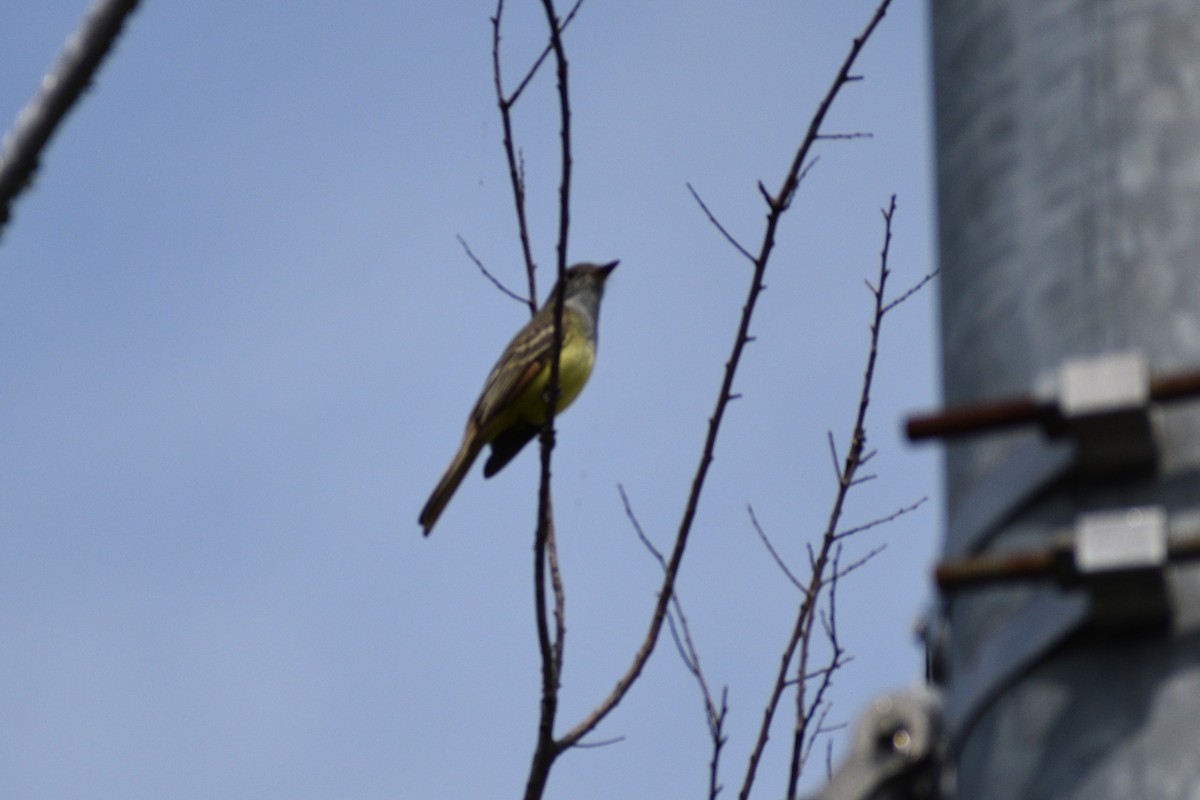 Great Crested Flycatcher - ML635337719