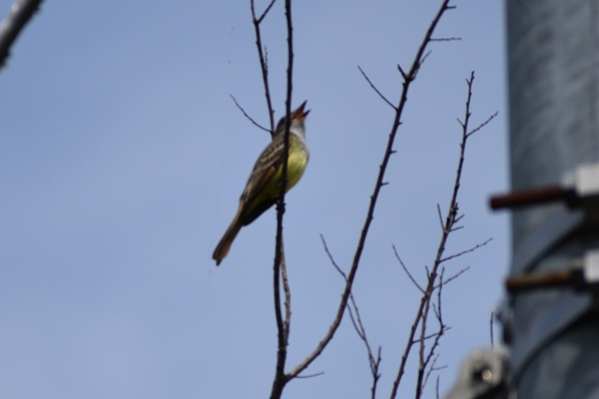 Great Crested Flycatcher - ML635337720