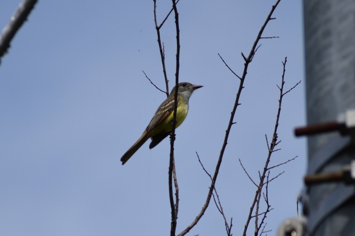 Great Crested Flycatcher - ML635337721
