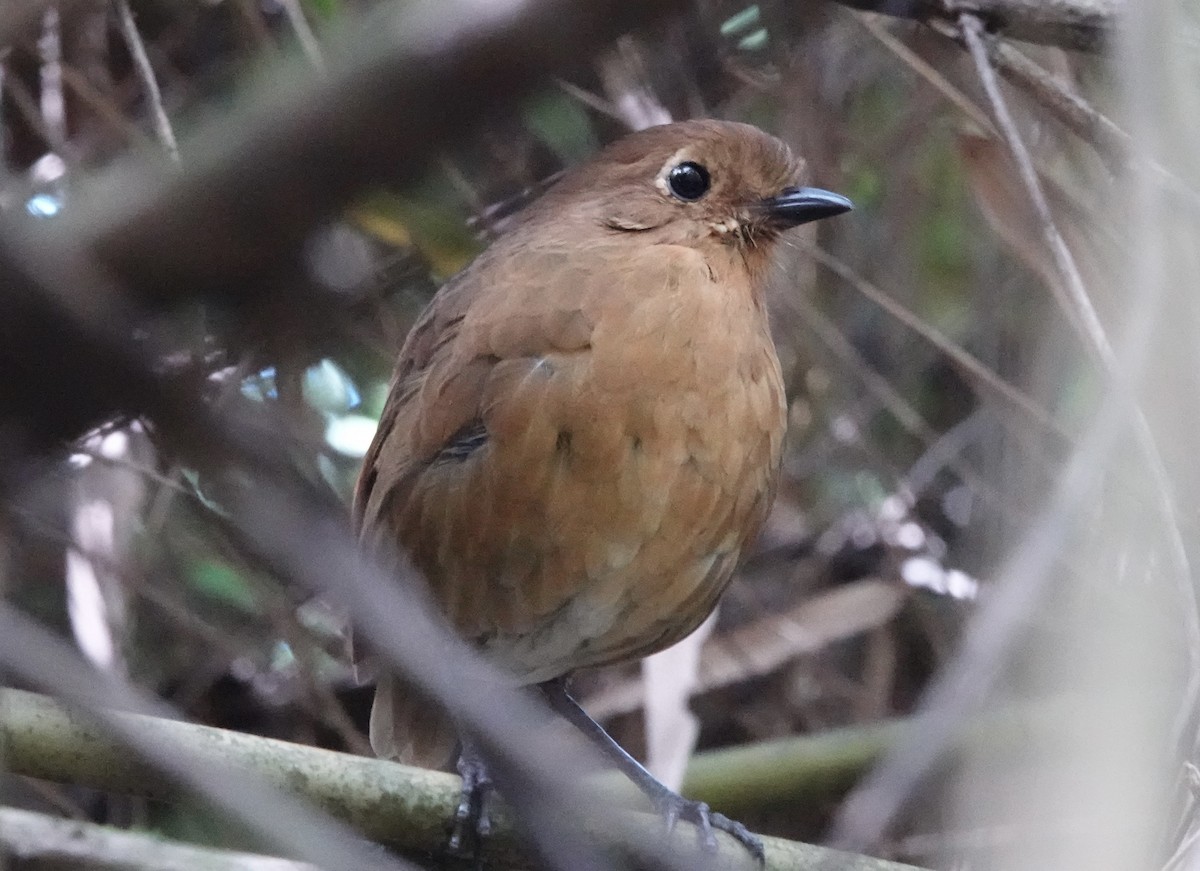Panao Antpitta - ML635337735