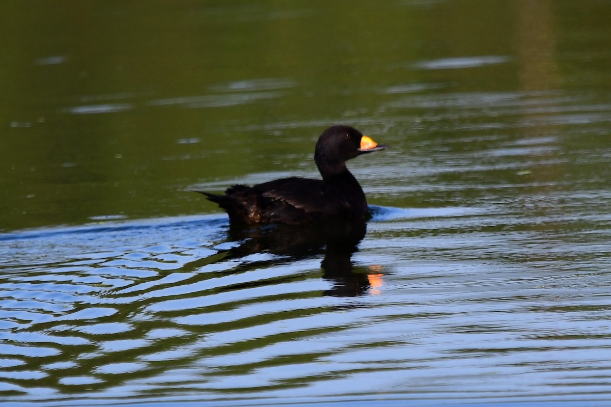 Black Scoter - ML635337763