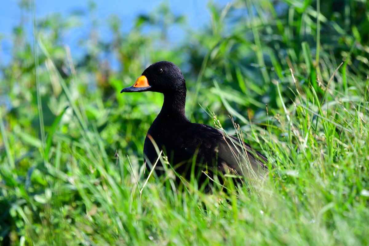 Black Scoter - ML635337764