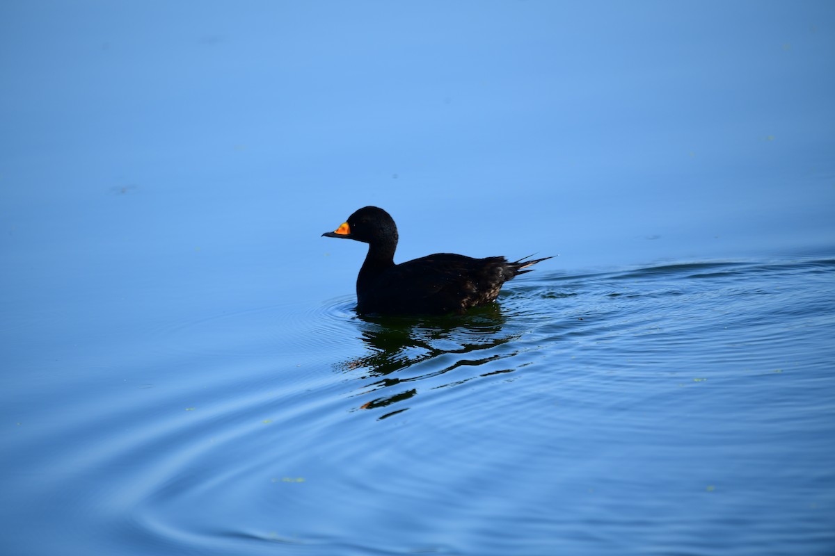 Black Scoter - ML635337765