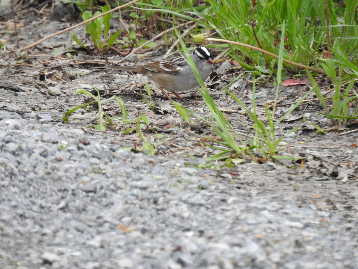 White-crowned Sparrow - ML635337776