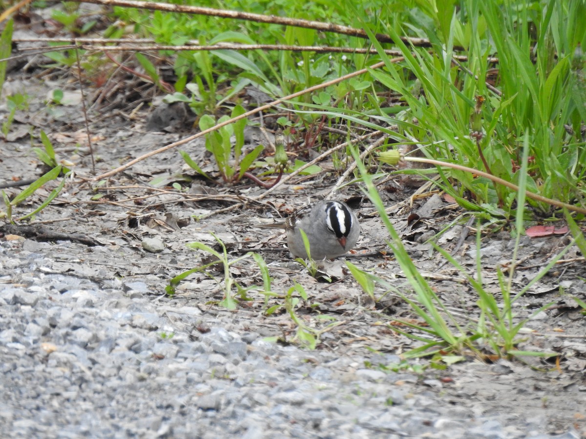 White-crowned Sparrow - ML635337777