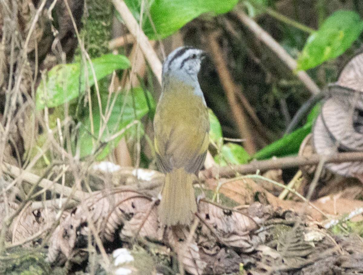 Black-striped Sparrow - ML635337809