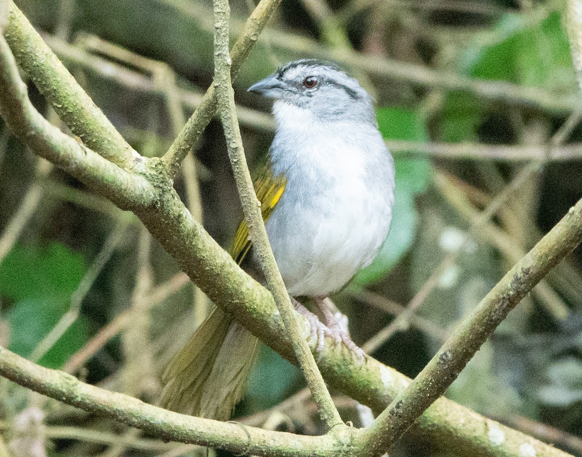 Black-striped Sparrow - ML635337810