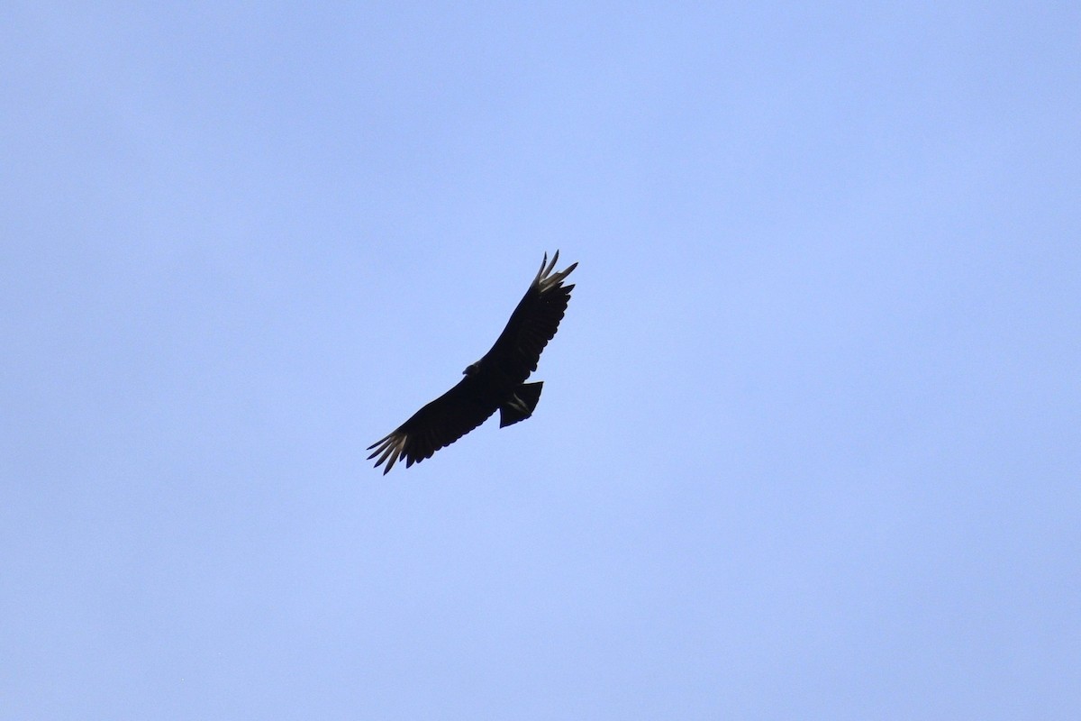 Black Vulture - ML635337811