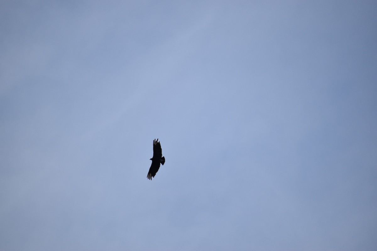 Black Vulture - ML635337812