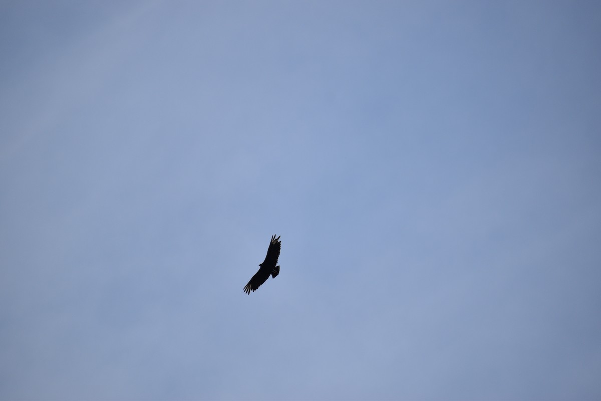 Black Vulture - ML635337813