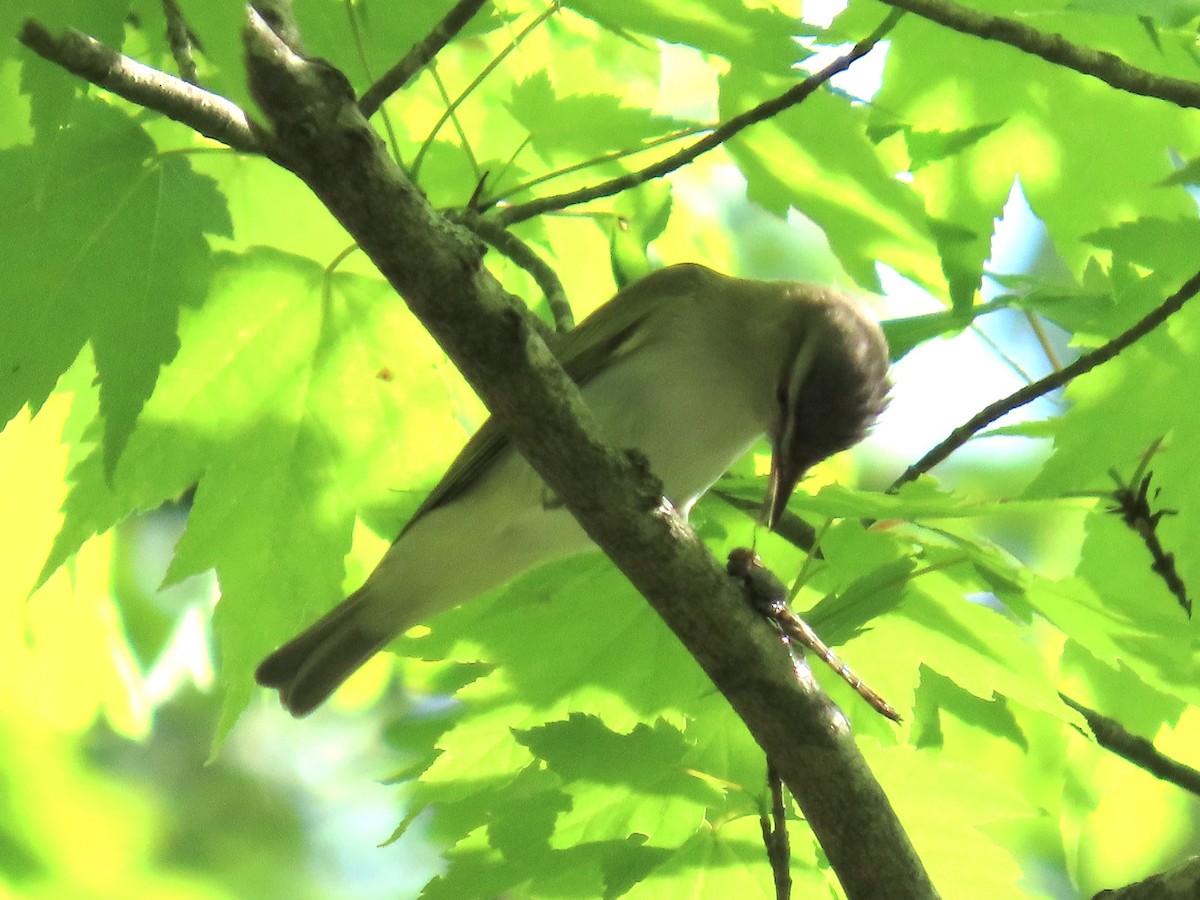 Red-eyed Vireo - ML635337840