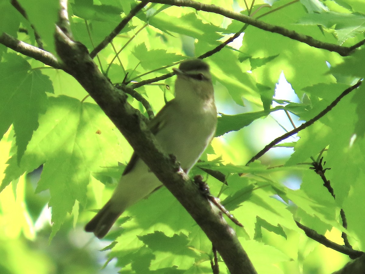 Red-eyed Vireo - ML635337841