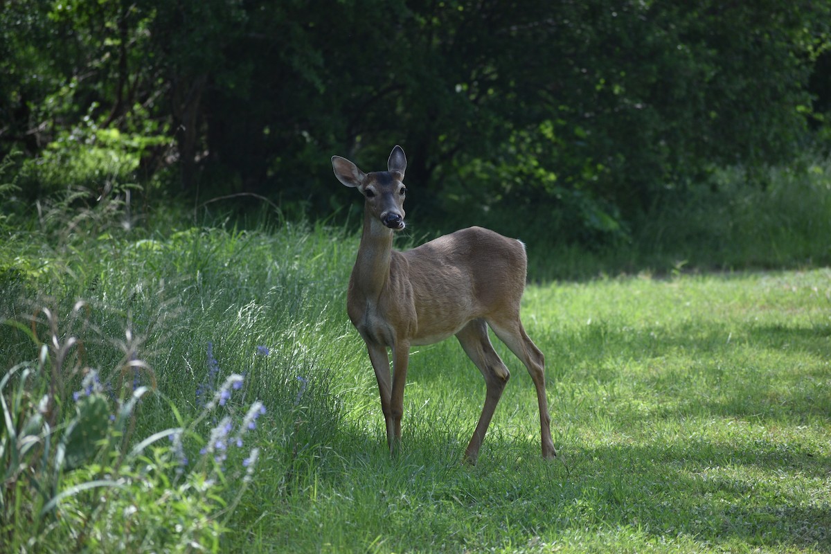 White-tailed Deer - ML635337864