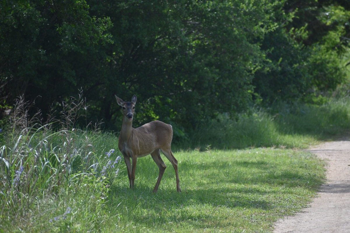 White-tailed Deer - ML635337865