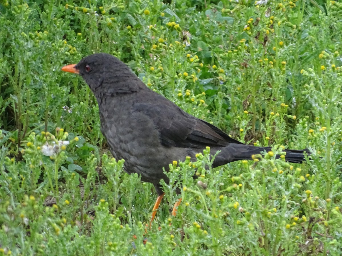 Great Thrush - ML635337876