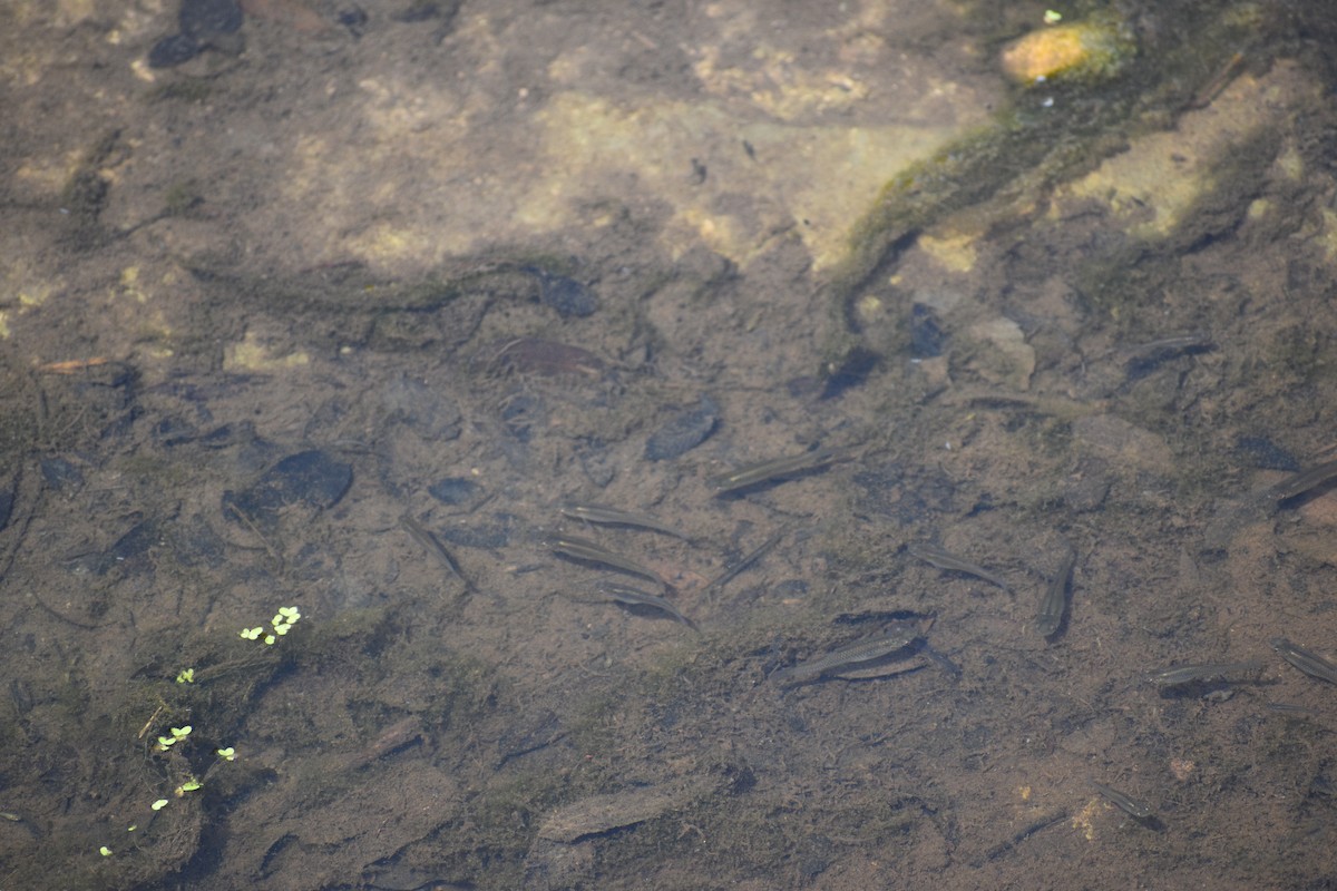 Western Mosquitofish - ML635337884