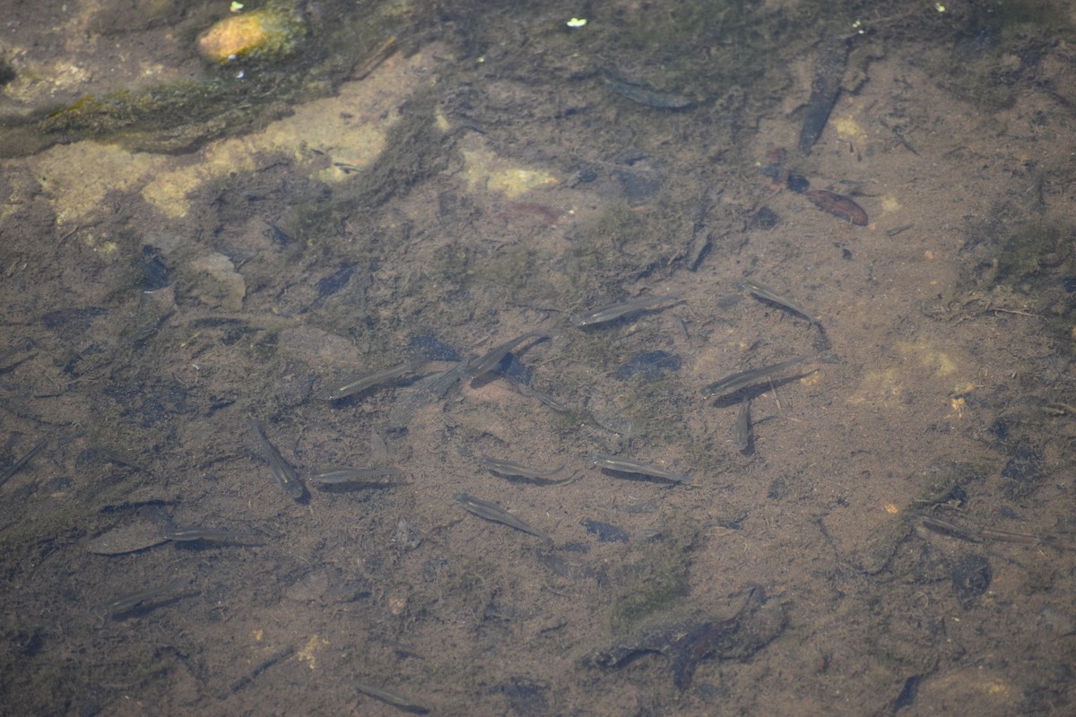 Western Mosquitofish - ML635337885